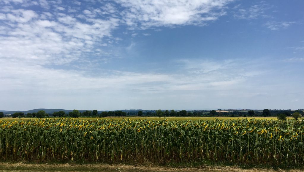 The sunflowers are just beginning their magnificent show this season