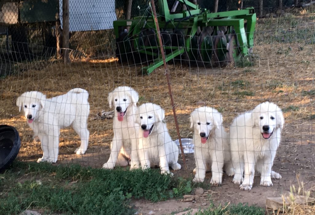 A few of the puppies who will greet us at Pulicaro