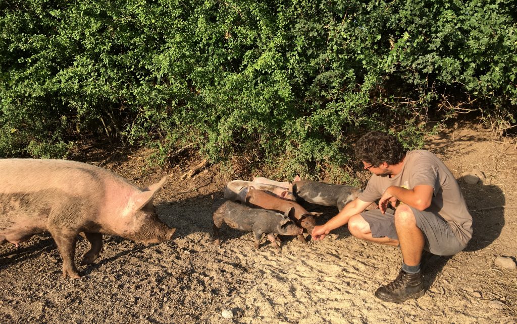Marco plays with the piglets