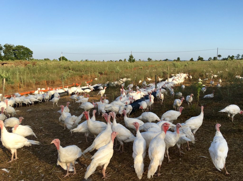 Turkeys congregating together in the early evening