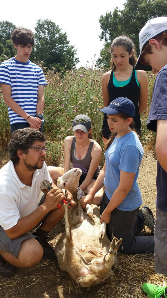 Trimming a sheep's hooves